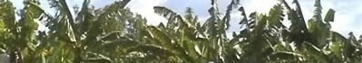 banana_plantation_2