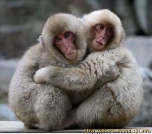 monkeys-in-love