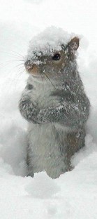 squirrel-under-snow