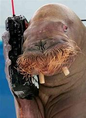 cell-phone-walrus
