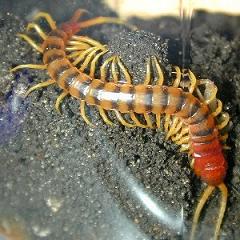 centipede