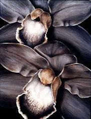 orchids-black