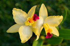 orchids-yellow