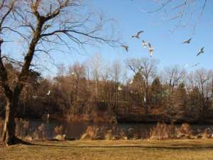 bầy chim trong công viên