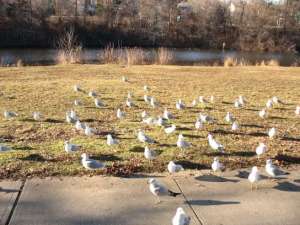 resized_IMG_3958 bầy chim trên bãi cỏ