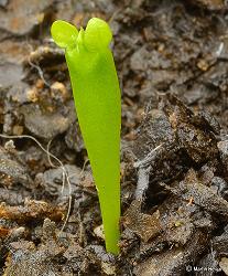 seedling