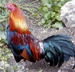 wildchicken
