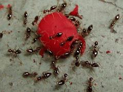 ants