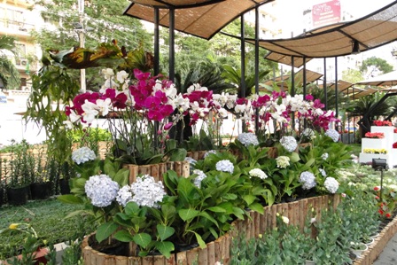 lan và cẩm tú cầu 2