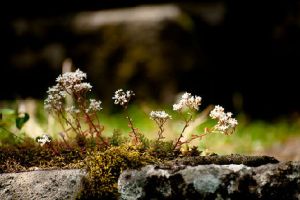 flower on hardened stone