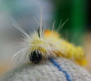 caterpillar
