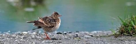 Oriental Skylark