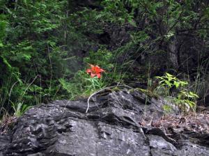 flower-on-the-cliff
