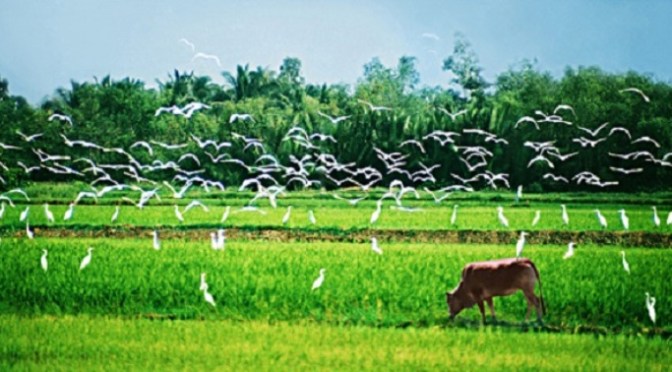 Ngược dòng quê ngoại