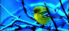 yellowbird2