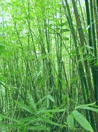bamboo