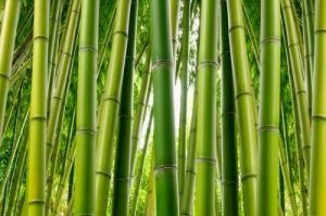 bambootrees