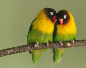 cute-animal-couples-love-birds