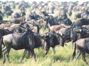 wildebeest migration