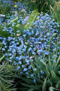 forget me not