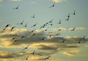 flock_of_birds in spring