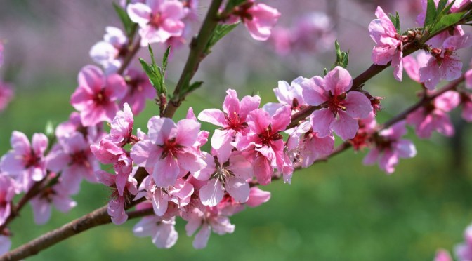 Mùa xuân đầu tiên