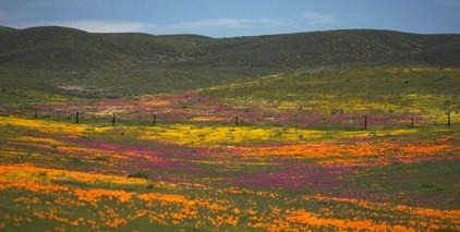 colorful-wildflowers-field