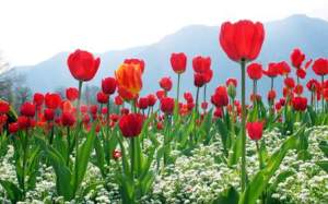 Beautiful-Tulip-Flowers-Pictures-And-Wallpapers35