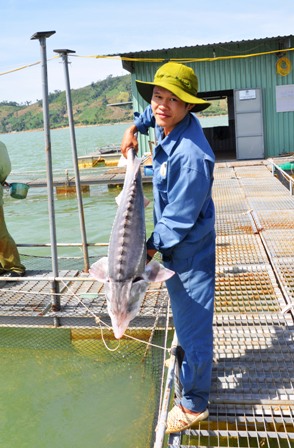 Kỹ sư Thìn với con cá thích đùa