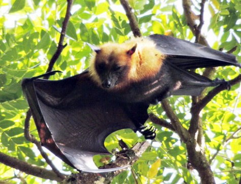 A doi-quy-o-Soc-Trang_(01)