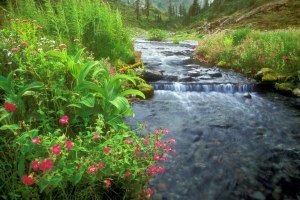 beautiful nature (50)