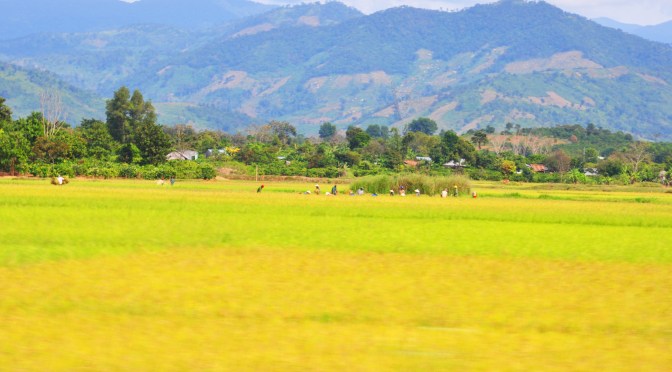 Tình ca (Phạm Duy)