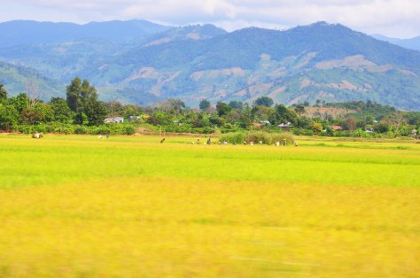 Đồng lúa trên cao nguyên