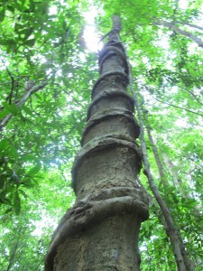 Dây leo quấn quanh cây rừng và trở thành một phần da thịt của cây.  Ảnh chụp trong khu bảo tồn Thiên nhiên và Văn hoá Đồng Nai. Ảnh: Vũ Mạnh Tư - Gia Vũ