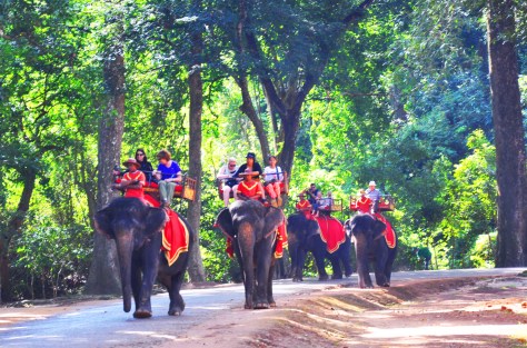 Cưỡi voi ngắm rừng