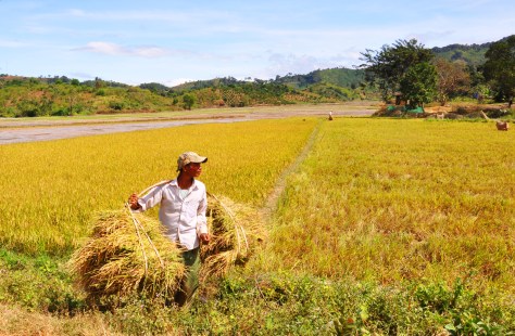 Gánh lúa lên đường (2)