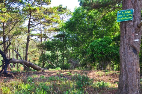 Rừng bị phá khắp nơi 