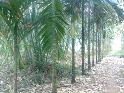 Hàng cau thẳng tắp bên ngoài vườn tre