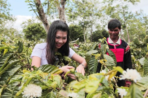 Thí sinh Nữ hoàng cà phê tập tỉa cành