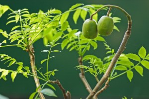 2361107423_2851f067e3