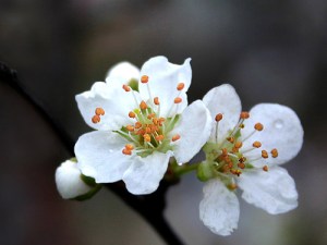 3183544541_be2ac6704d