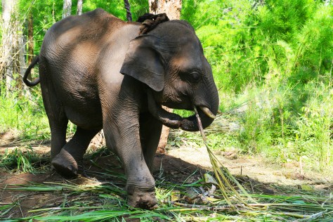 Chân đau vòi sứt