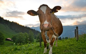 cow-wallpapers_26547_2560x1600 (1)