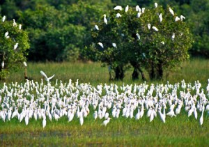 Vườn quốc gia Tràm Chim