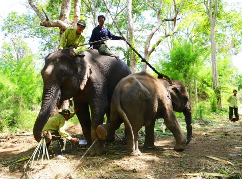 Hỗ trợ Y Mắt cắt dây trói cho Voi Sứt