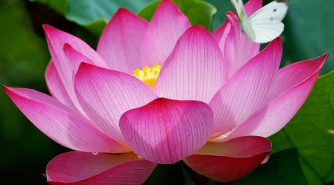 Tập trung vào các điểm tốt của thế giới quanh mình