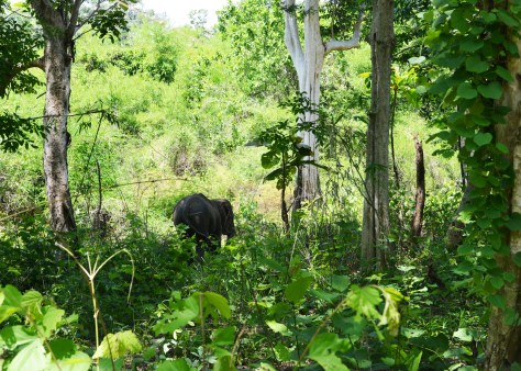 Voi sứt chạy nhanh về rừng