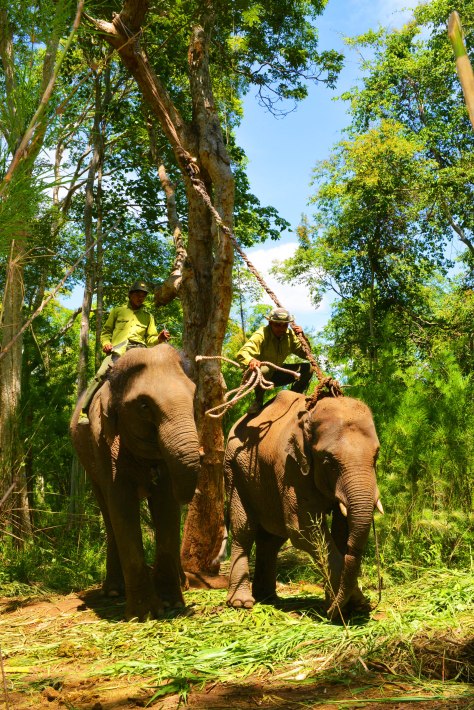 Y Mắt dũng cảm phóng lên lưng con voi hoang dã