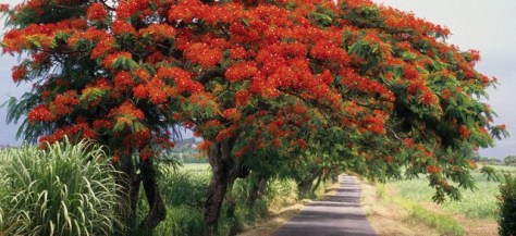French Antilles - Guadeloupe