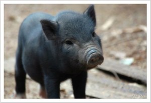 funny-black-pig